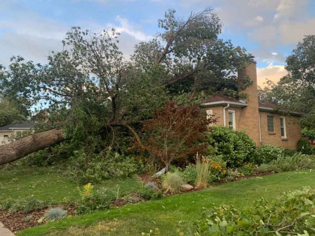 Tree fallen onto a house