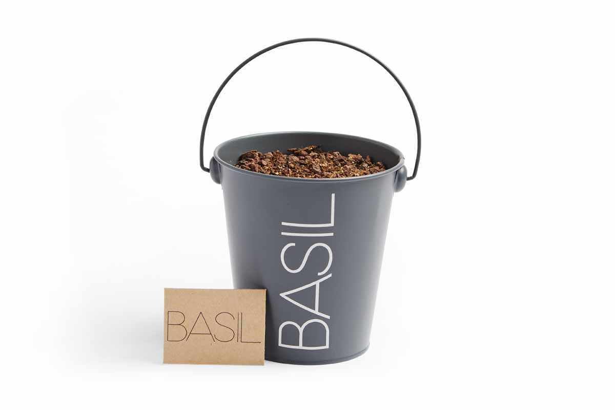 Basil herb planter made out of a bucket.