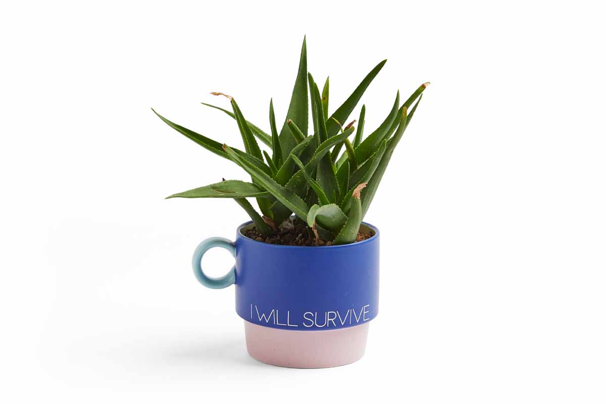 Convert a mug to a planter with vinyl and your Cricut!