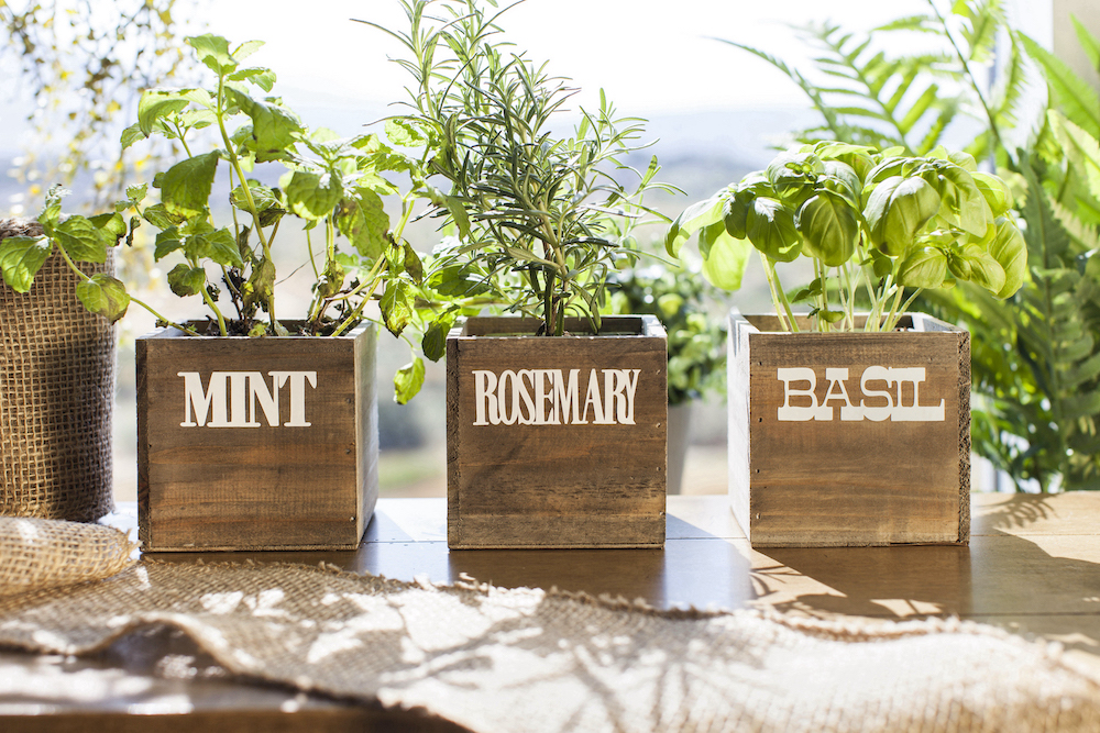 Organic modern herb garden boxes with mint, rosemary and basil.