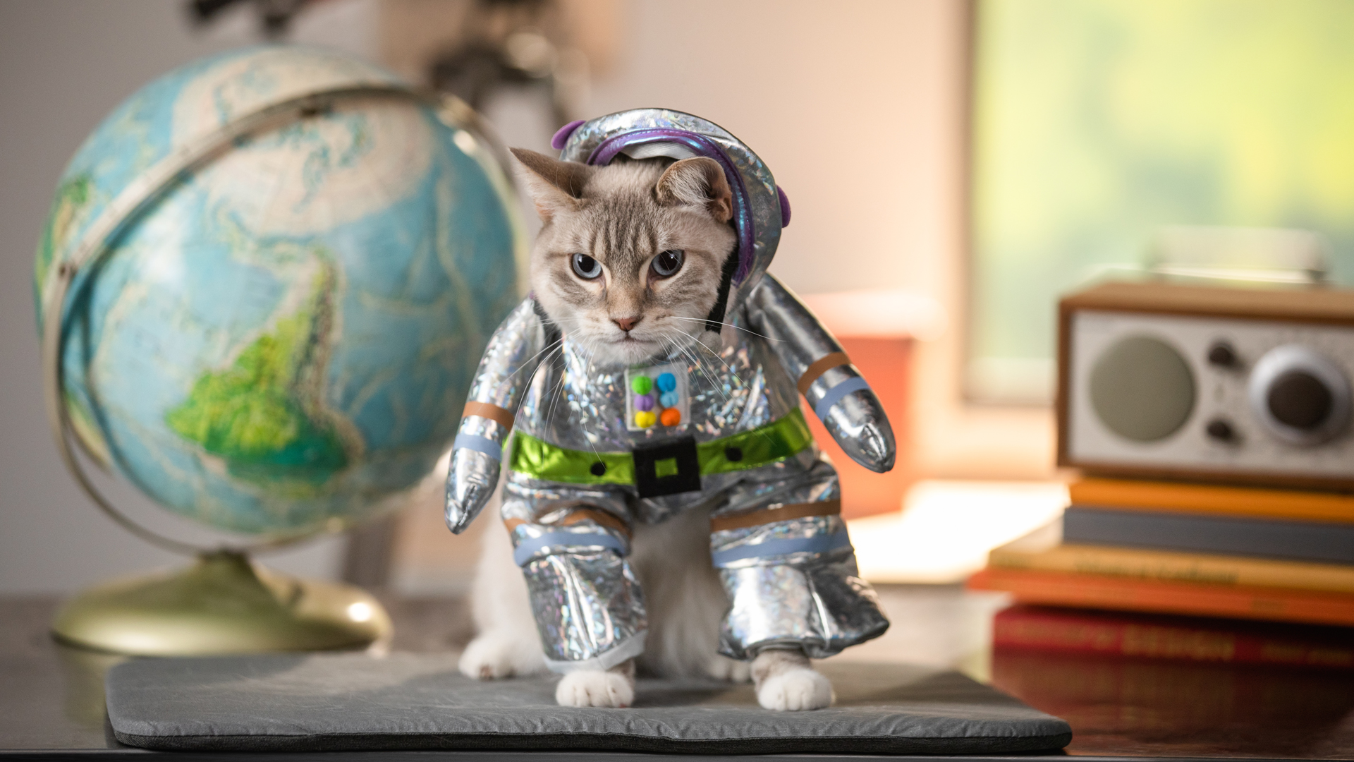 Cat in astronaut costume sitting on table